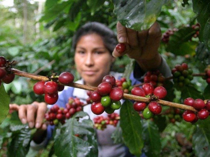 En picada producción de café ante sequía