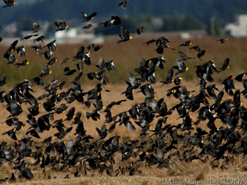 En pleno vuelo muere centenar de aves en Chihuahua