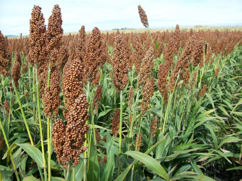 En proceso de compra sorgo de Rosamorada