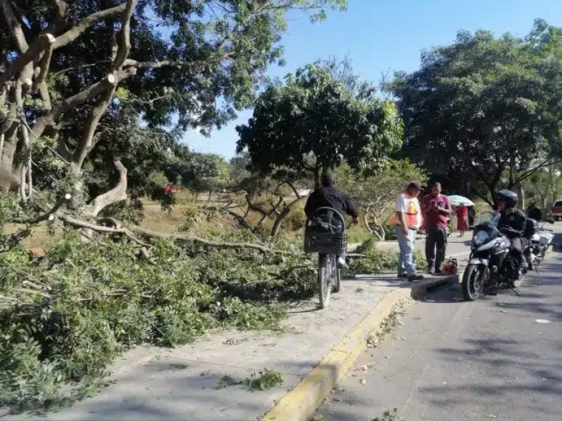 En proceso de multa constructora que taló arboles