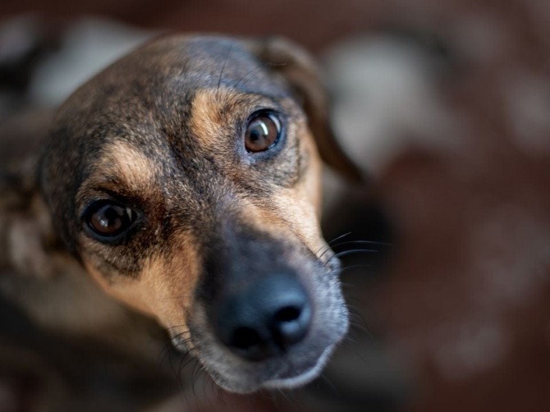 En proceso reglamento de protección animal en Tuxpan