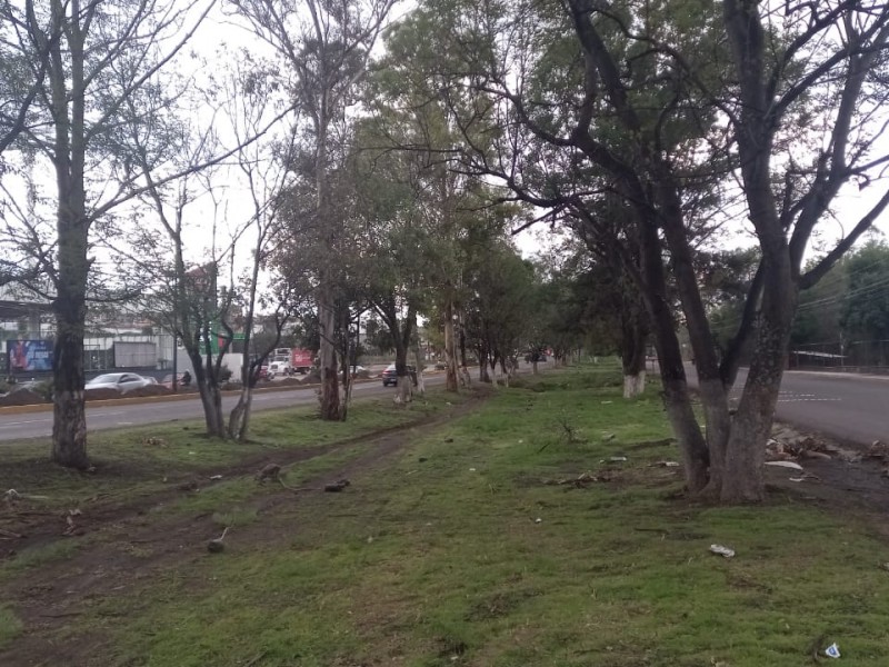 En próximas semanas arrancará reforestación en Morelia