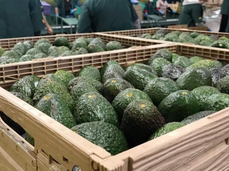 En próximos días podría reanudarse exportación de aguacate a EEUU