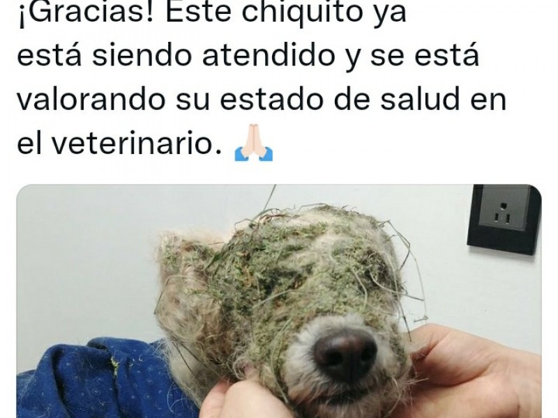 En recuperación perrito rescatado en el Coecillo