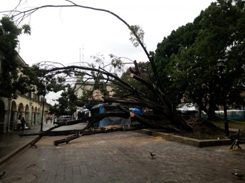 En riego árboles del Zócalo de Oaxaca; urge propuesta integral