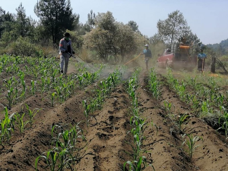 En riesgo campo michoacano por falta de seguro catastrófico