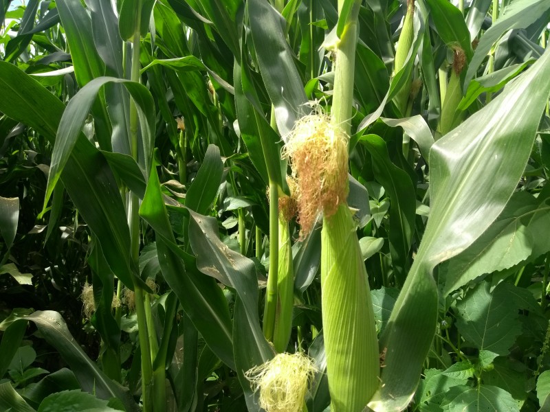 En riesgo comercialización del maíz de Sinaloa:AARFS