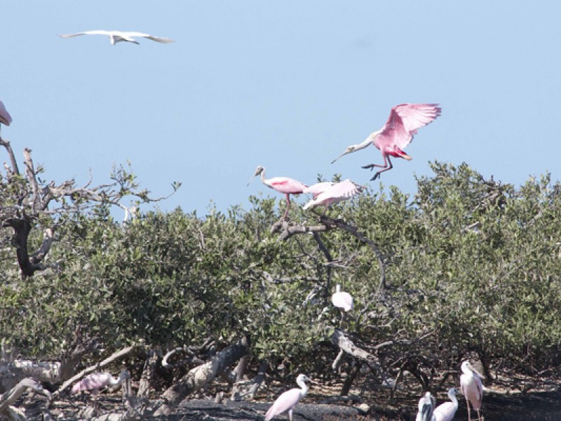 En riesgo conservación de los ecosistemas