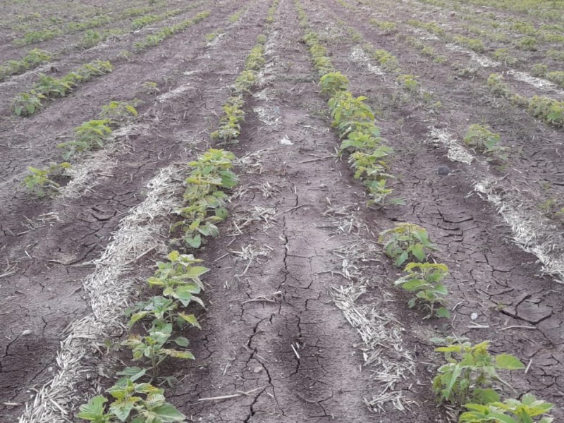 Humedad pone en riesgo cultivos de ajonjolí en El Carrizo