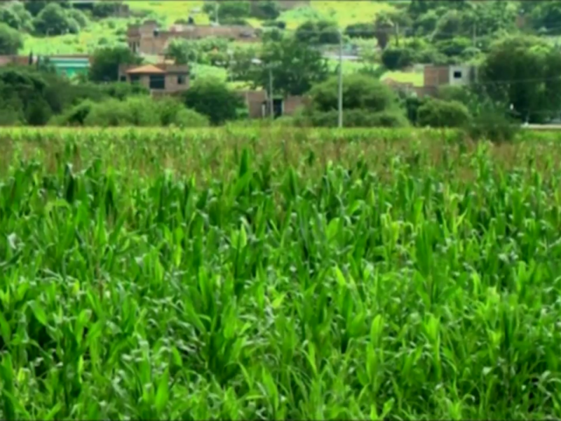 En riesgo de contraer cáncer agricultores por pesticidas