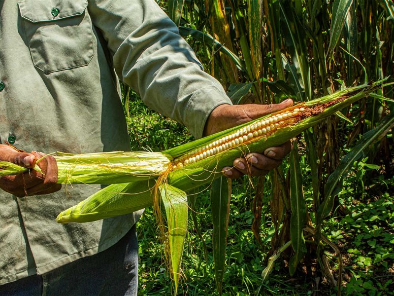 En riesgo de perdese producción de maíz en zona serrana
