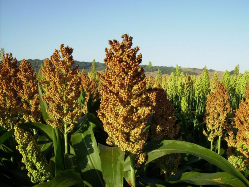 En riesgo exportación de sorgo a China