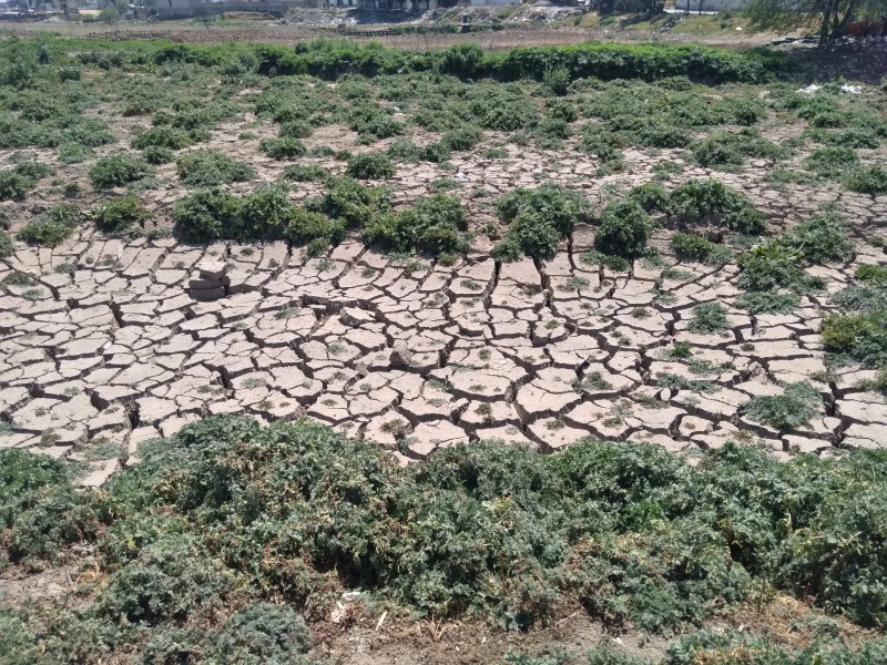 En riesgo flora y fauna de la presa Antonio Alzate