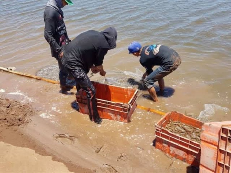 En riesgo la acuicultura en Sinaloa