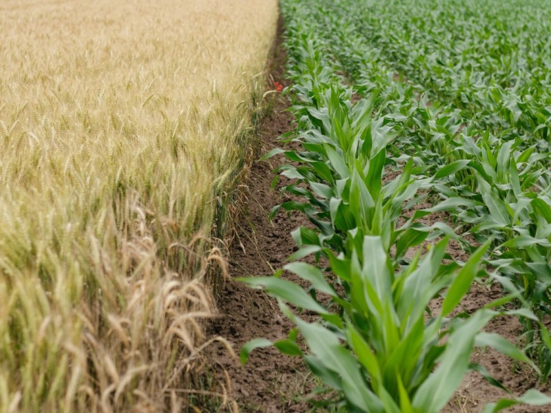 En riesgo la autosuficiencia alimentaria y producción agrícola