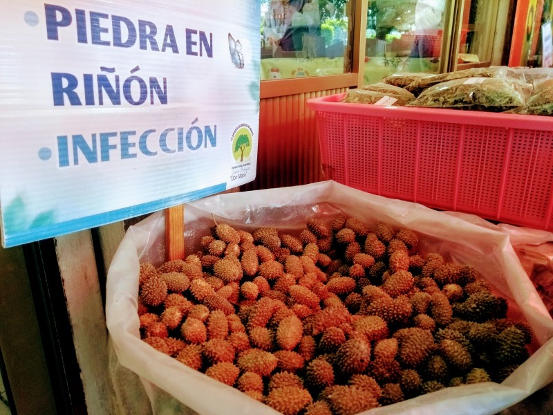 En riesgo plantas medicinales por deforestación