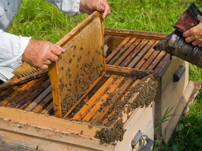 En riesgo producción apícola por uso excesivo de pesticidas