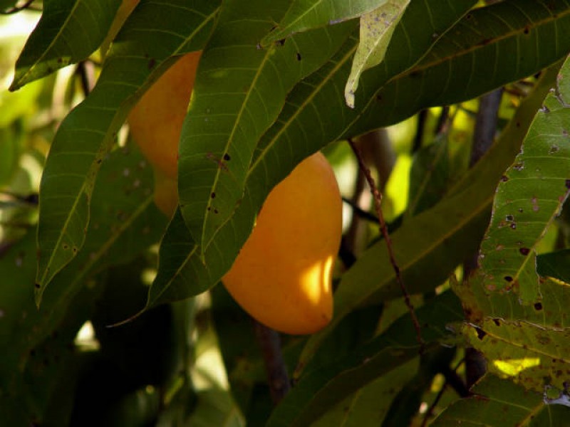 En riesgo producción de mango ataulfo