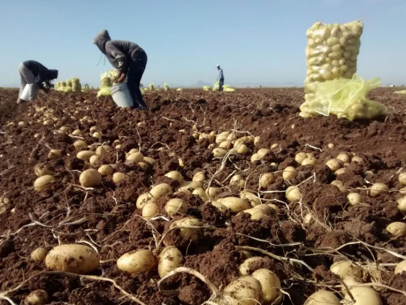 En riesgo producción de papa mexicana