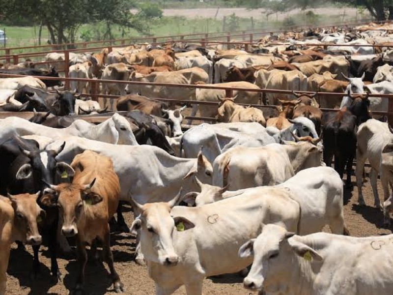 En riesgo salud y sector ganadero tras importación de ganado