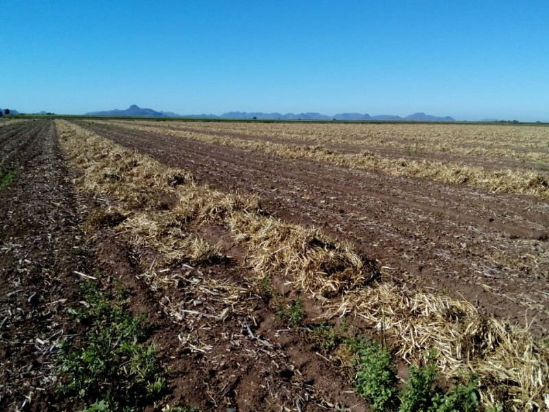 En riesgo siembra de temporal en Sinaloa