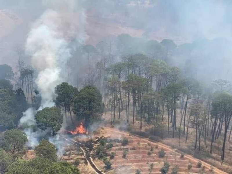 En riesgo superficie forestal de la región Lerma - Chapala