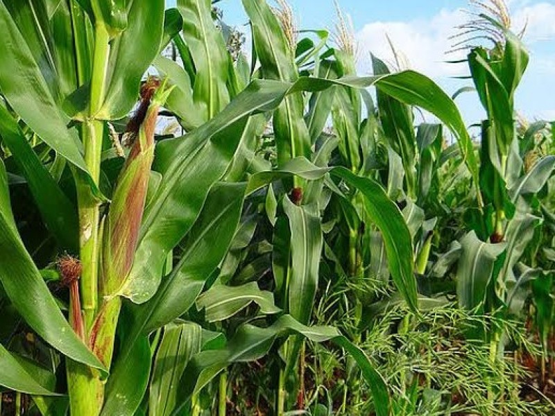 En riesgo temporal de maíz por escasez de lluvias