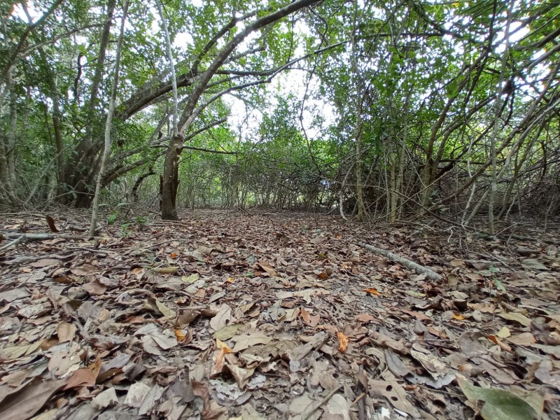 En San Basilio promueven conservación de áreas protegidas