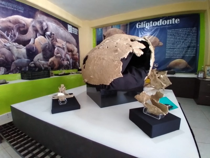En Santiago Tenango resguardan fósil de Gliptodonte