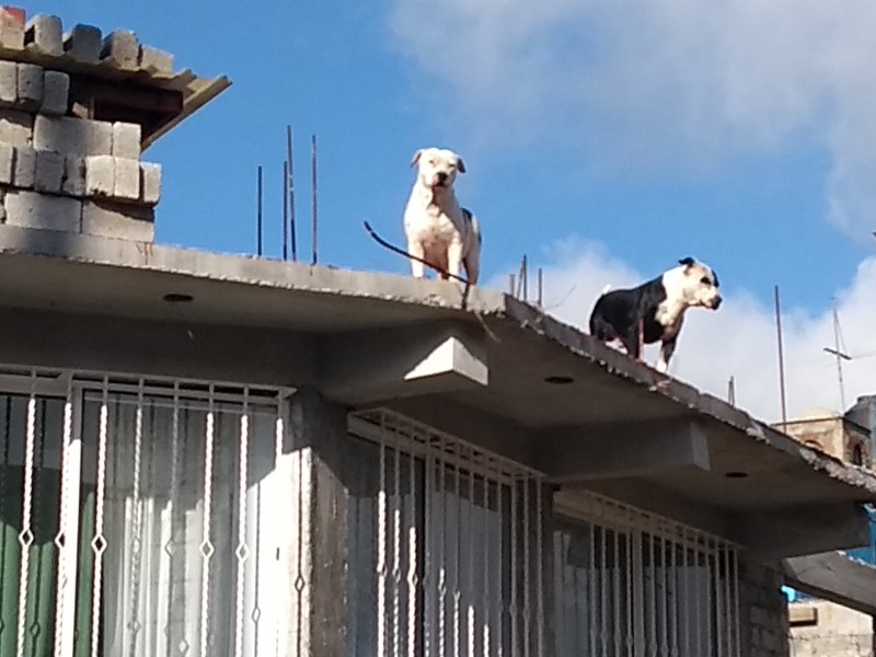 En siglo 19 cobraban impuestos por tener perros