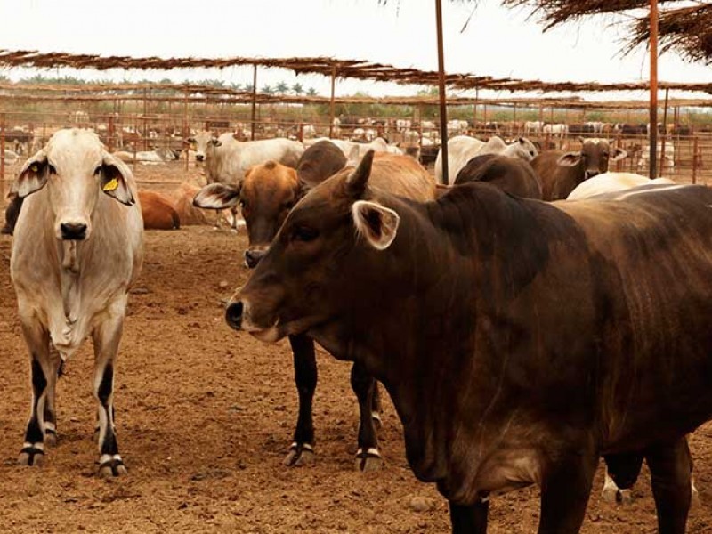 En Sinaloa el ganado está protegido, revisiones están activas