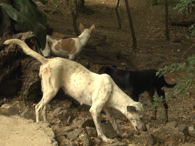 En situación de maltrato mascotas de Zihuatanejo