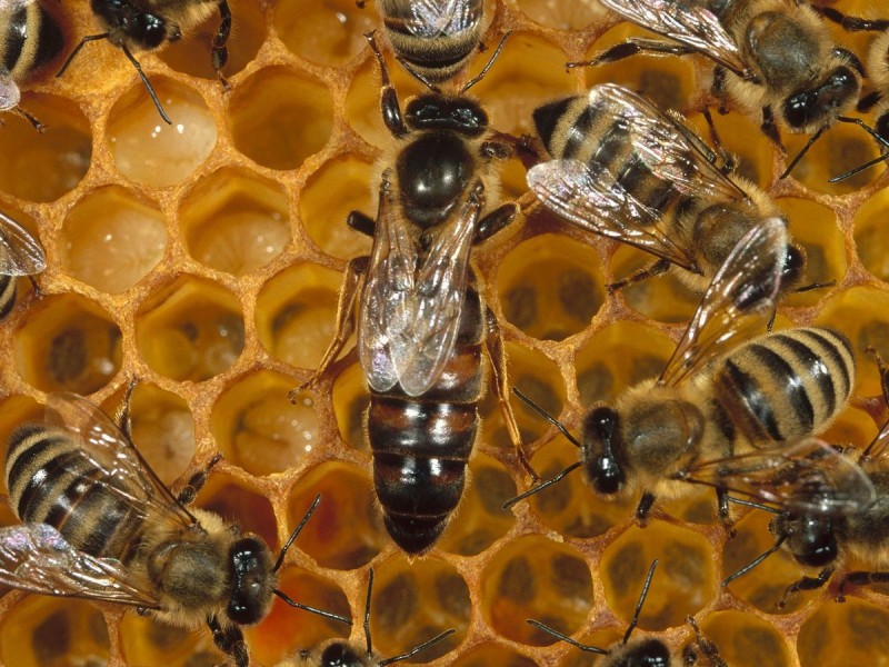 En temporada de primavera se aprecia mas incidencia de abejas