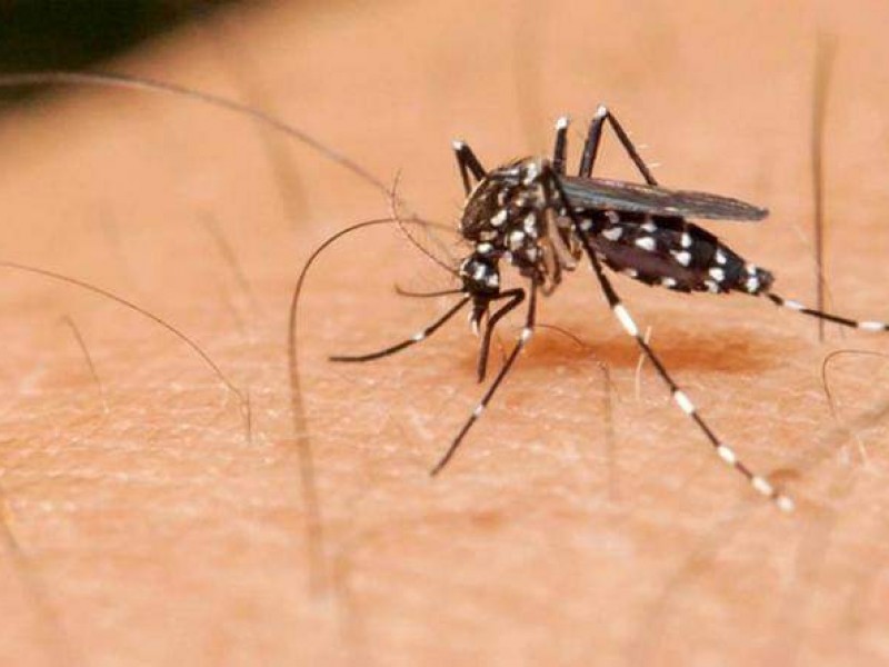 En temporada invernal disminuyen casos de dengue