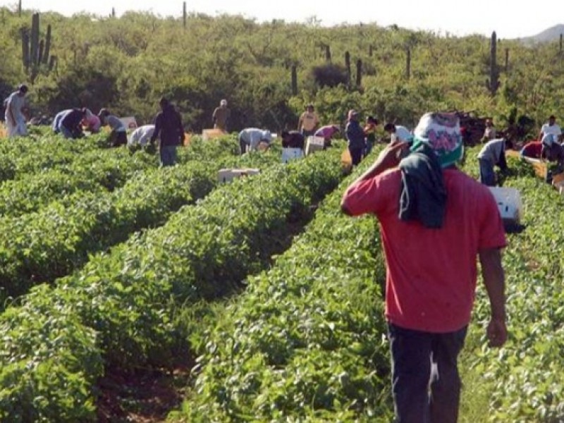 En un 50% resultan afectados productores locales