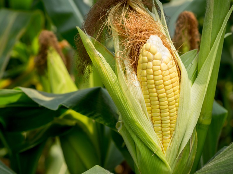 En una semana futuros del maíz pierden 5.1 dólares