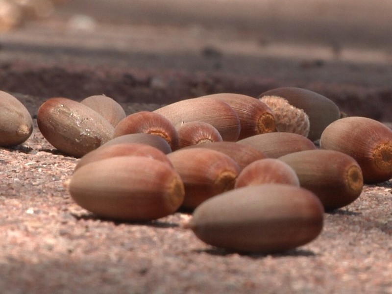 En verano es la temporada de bellotas