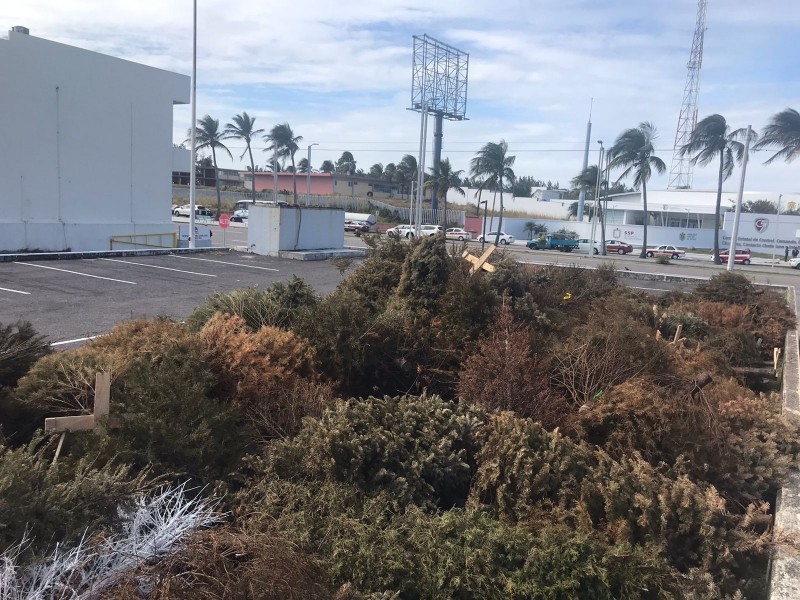 En zona conurbada 3 centros de acopio de arbolitos navidad