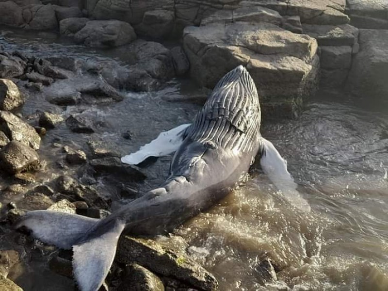 Encalla ballena en San Blas