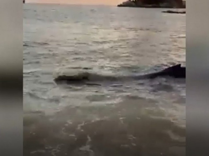 Encalla cría de ballena en playa Icacos de Acapulco