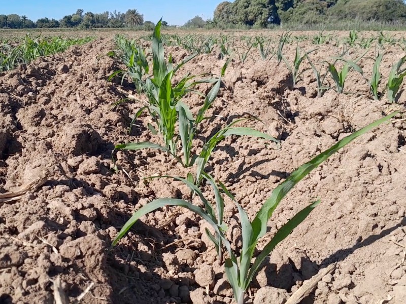 Encarecimiento del campo, productores sinaloenses amortiguan costo de insumos
