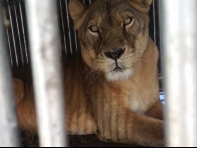 Encuentran a leona africana en Ecatepec