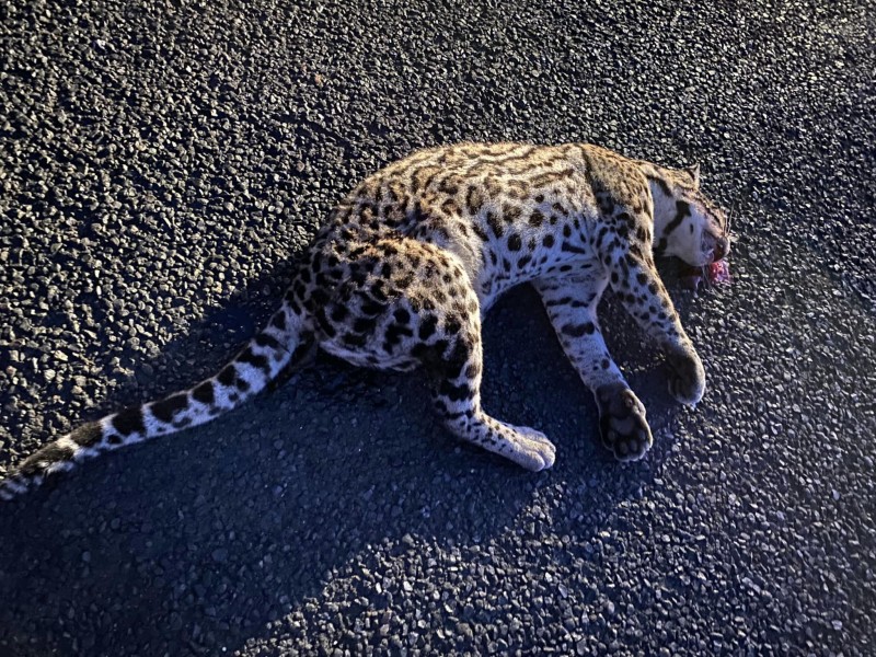 Encuentran a ocelote muerto sobre la carretera en La Unión