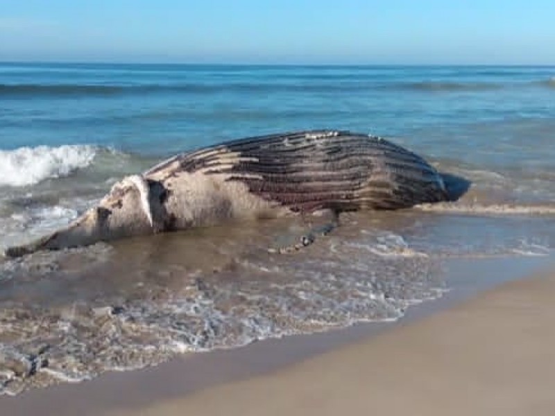 Encuentran ballena muerta