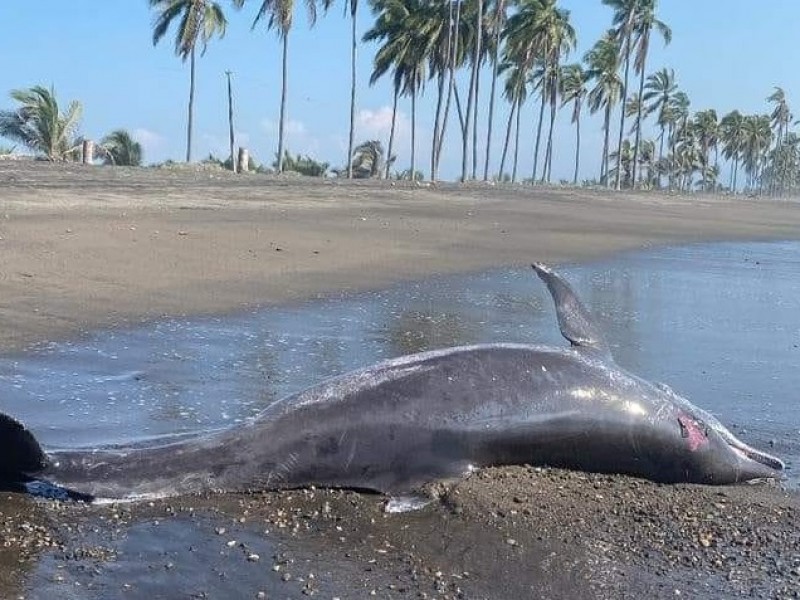 Encuentran cadáver de delfín en playa El Chupadero