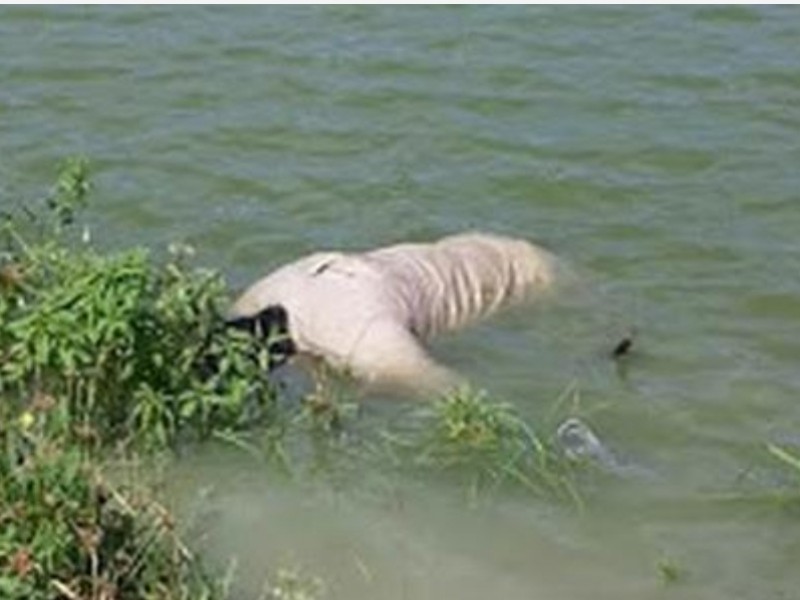 Encuentran cadáver flotando en laguna artificial de Testerazo, Xalisco