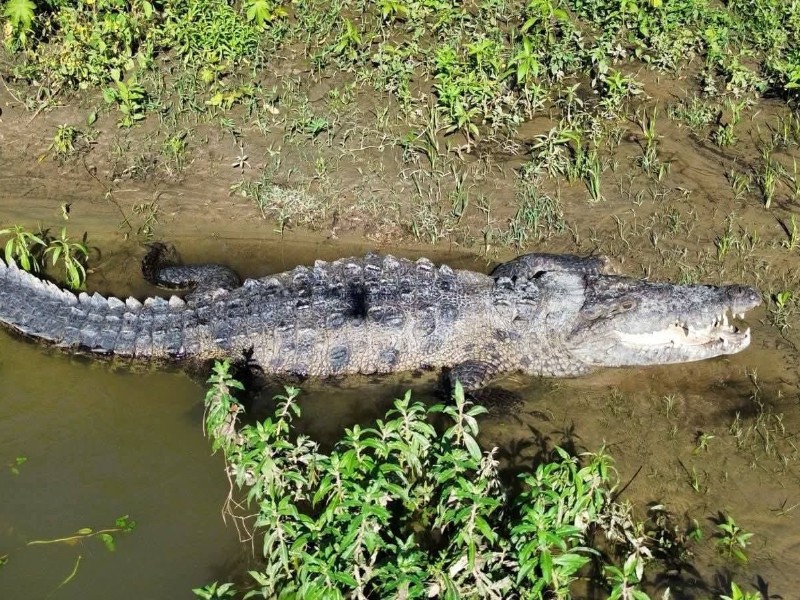 Encuentran cocodrilo de cuatro metros cerca de viviendas en Río Grande