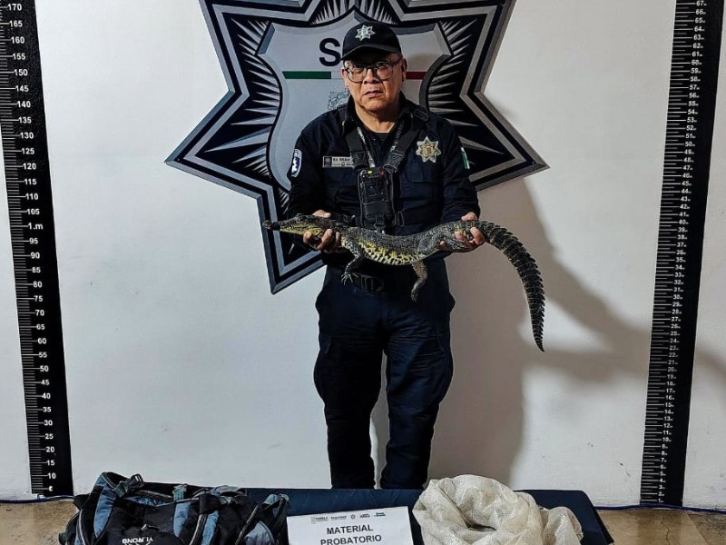 Encuentran cocodrilo en pleno zócalo de Puebla
