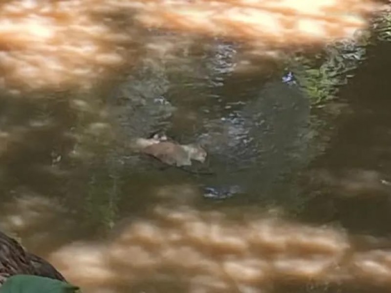 Encuentran cuerpo de joven en río de Izúcar de Matamoros