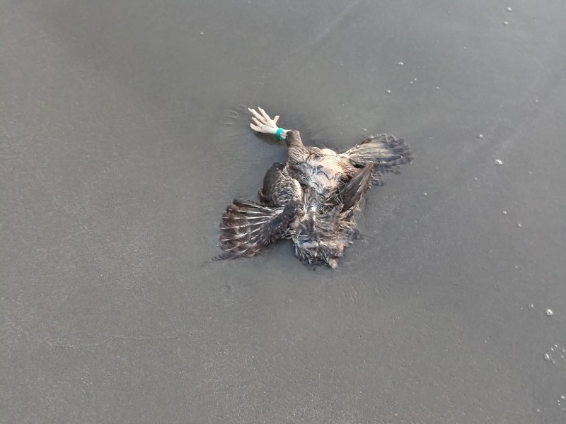 Encuentran de nueva cuenta ave muerta en playas de Boca del Río